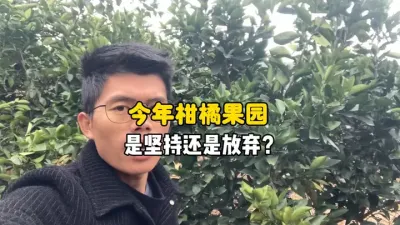 今年你还会选择坚持种柑橘吗？ #抖音助农 #柑橘管理 #农业种植 #果树管理 #三农 