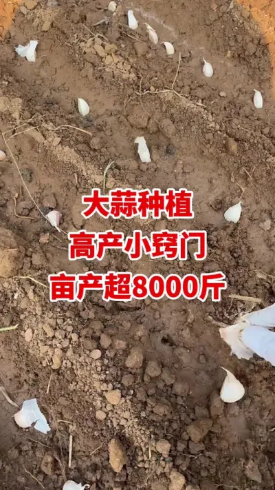 大蒜种植高产小窍门亩产超8000斤#大蒜种植 #大蒜拌种#大蒜高产 #大蒜病害 #大蒜种植技术