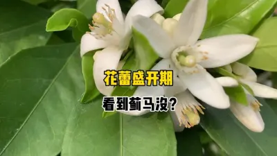 正是花蕾盛开期，你家柑橘看到蓟马了吗？ #蓟马 #柑橘种植 #果树管理 #农业种植 #三农 