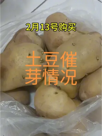 分享土豆室温自然催芽情况#土豆催芽