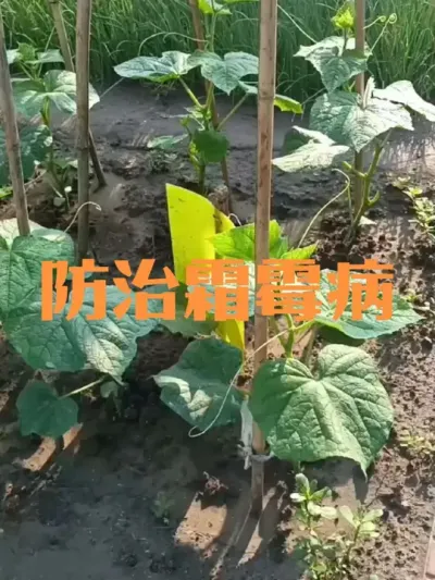 秋黄瓜如何防治霜霉病#秋黄瓜