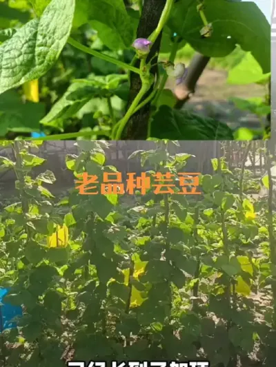 老品种秋芸豆比新品种更具有优势#秋芸豆土品种