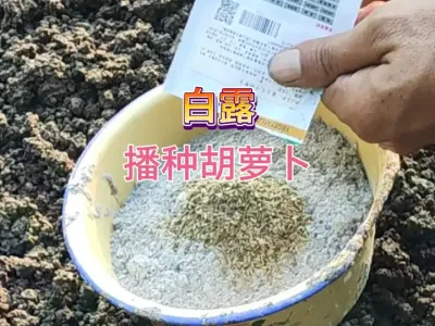 播种胡萝卜这个时间种既合适出芽率还高，注意这些细节后期产量高 #三农 #农业种植 #种植小技巧 #抖音助农 #种菜 