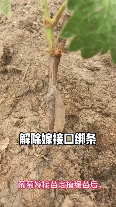 #农业种植