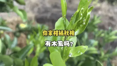 你家柑橘的秋梢上发现木虱了吗？ #农业种植 #三农 #柑橘 #木虱 #果树管理 