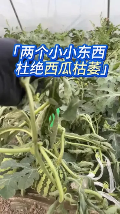 这个2块钱小东西，用到西瓜上起大用 #西瓜种植 #西瓜种植技术 #西瓜管理 #大棚西瓜种植技术 #种西瓜