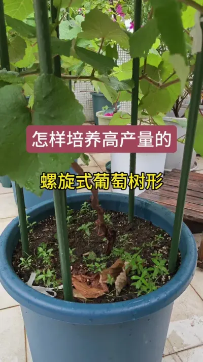 葡萄树型的打造过程，怎么养护葡萄小苗，葡萄的养护方法#葡萄种植 #盆栽葡萄 #家庭种植 #寒香蜜葡萄 #种葡萄