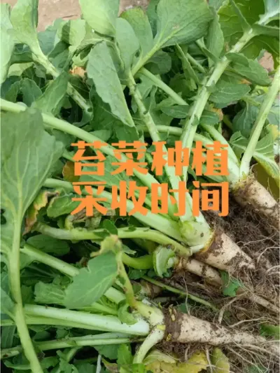苔菜如何采收食用，什么时候种植？#薹菜