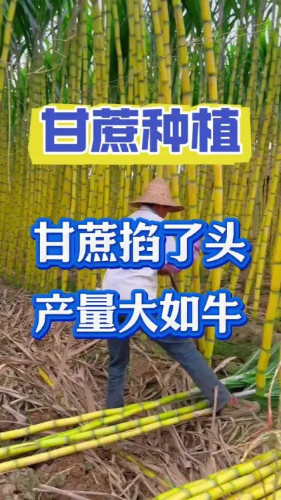 甘蔗掐了头，产量大如牛#甘蔗种植 #种植小技巧 #甘蔗施肥方法 #甘蔗