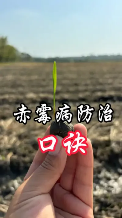防赤霉口诀#分享农业知识帮农民增产增收