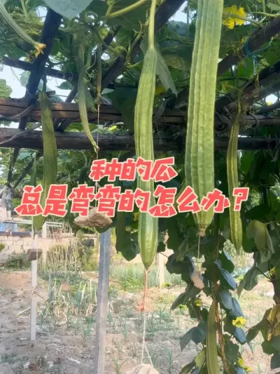 种植技巧 今年你种植的瓜类长得直不直，还是跟去年一样弯弯的呢#农业种植 #三农 #抖音新农人 #种植小技巧