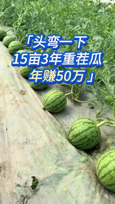 3年重茬种西瓜，狂赚50万，竟是这小小的折头？ #创作灵感 #西瓜种植 #西瓜种植技术 #西瓜 #西瓜管理