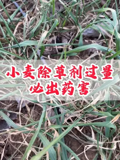 小麦除草剂一定不要过量，重喷，以免发生药害！#田间地头走一走 #分享农业知识帮农民增产增收 #小麦除草剂 #三农 #除草剂
