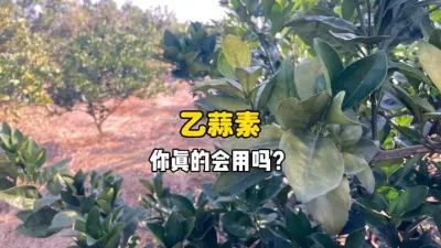 用乙蒜素给柑橘清园,你用对了吗？ #乙蒜素 #三农 #柑橘种植 #果树管理 #农业技术 
