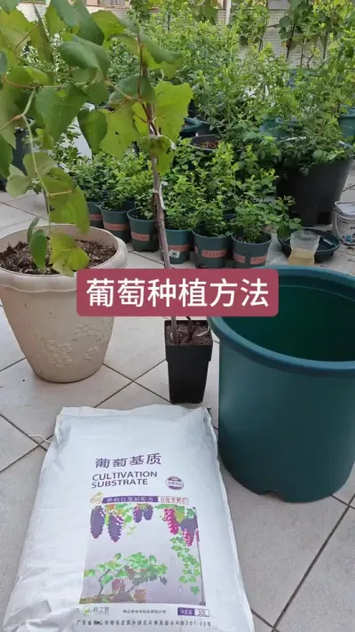 葡萄小苗种植方法，楼顶种葡萄，新手怎么种葡萄#葡萄种植 #葡萄种植技术 #葡萄苗 #盆栽葡萄 #盆栽葡萄苗