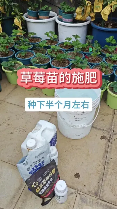 草莓的养护方法，草莓的种植过程，新手怎么种草莓，草莓怎么施肥 #草莓苗 #种草莓 #草莓养护 #草莓施肥#盆栽草莓 #草莓种植