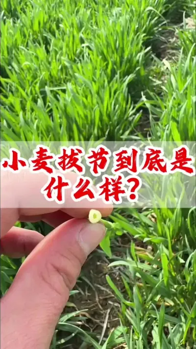 小麦 小麦什么样算是开始拔节？拔节后还能除草吗？#小麦 #小麦除草剂 #分享农业知识帮农民增产增收 #传播农业小知识 #小麦高产技术