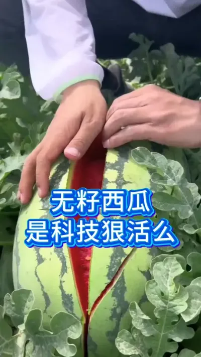 大棚西瓜是科技狠活么？ #种西瓜 #瓜农 #三农 #大棚西瓜种植 #西瓜管理