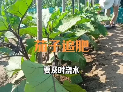 茄子在&ldquo;瞪眼期&rdquo;如何追肥#茄子追肥