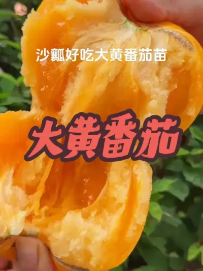 大黄番茄 沙瓤质感，酸甜口感的大黄番茄苗，给大家培育好了，无论是阳台花盆还是露天小院，都能直接种植，喜欢的你也抓紧种植一些吧。#阳台小院均可种植 #大黄番茄 #番茄🍅 #优质种苗 #记录我的种植生活