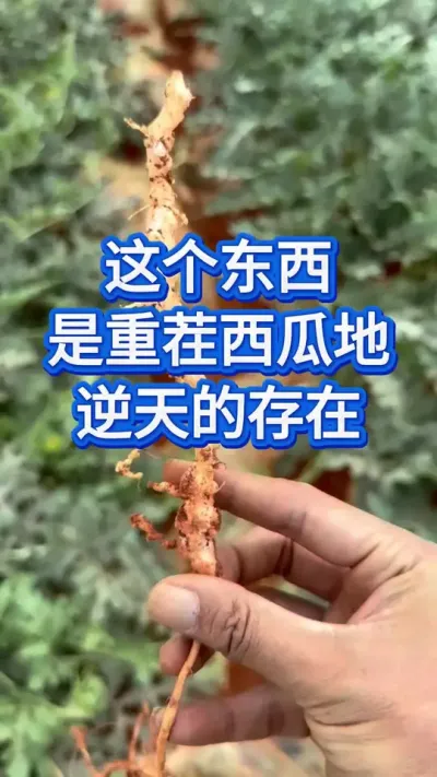 种西瓜要提前预防它 #创作者中心 #创作灵感 #西瓜管理 #种植大棚 #西瓜种植技术