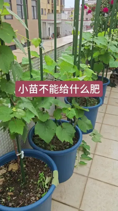 葡萄小苗怎么施肥，葡萄小苗怎么管理，葡萄的种植方法#葡萄种植 #葡萄苗 #葡萄种植技术 #葡萄种植方法 #盆栽葡萄