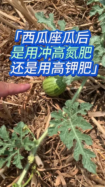 西瓜座瓜后膨瓜用高氮还是高钾肥？ #抖音助农 #西瓜种植技术 #西瓜种植 #西瓜管理 #西瓜管理技术