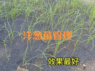 水灾后洋葱苗如何管理