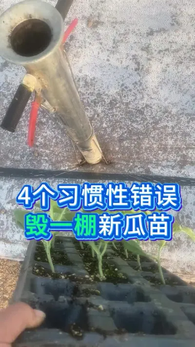 #无限回购的宝藏单品 #西瓜管理 #农业种植技术 #西瓜种植技术 #大棚西瓜种植技术