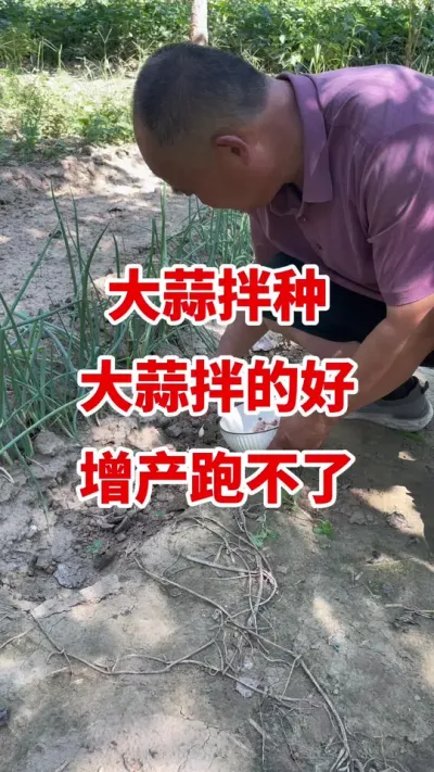 大蒜拌种大蒜拌的好增产跑不了#大蒜种植 #大蒜种植技术 #大蒜高产