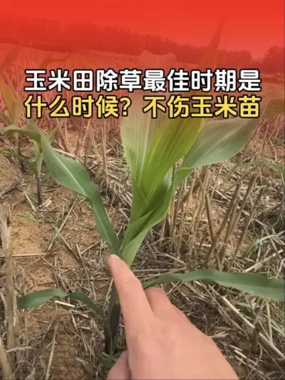 玉米田什么时候除草效果会比较好，而且不伤玉米苗？#玉米种植技术与管理 #种植小技巧玉米 #玉米除草 #玉米苗后除草剂 #分享农业知识帮农民增产增收