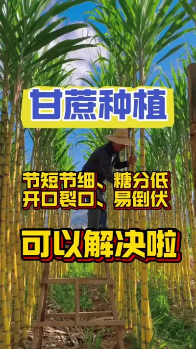 甘蔗拔节期所有的问题都可以解决啦#甘蔗施肥方法 #甘蔗 #甘蔗种植
