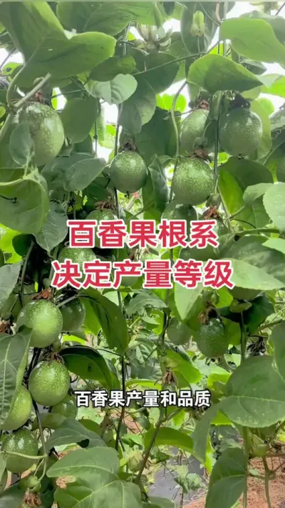 百香果根系 决定产量等级#百香果 #百香果种植 #百香果种植技术 #黄金百香果种植技术 #浩伟方