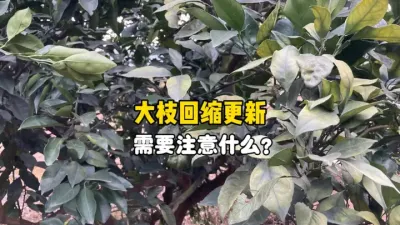 柑橘大枝的回缩更新，应该要注意哪些？ #柑橘种植 #三农 #修剪 #农业种植 #果树管理 