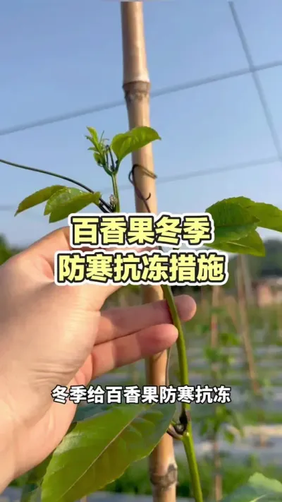 百香果冬季防寒抗冻措施#百香果种植 #黄金百香果种植方法 #黄金百香 #百香果 #浩伟方