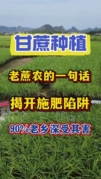 老蔗农一句话彻底揭开甘蔗壮尾肥的施肥陷阱，90%的蔗农是深受其害#甘蔗壮尾肥#甘蔗拉长增粗 #甘蔗