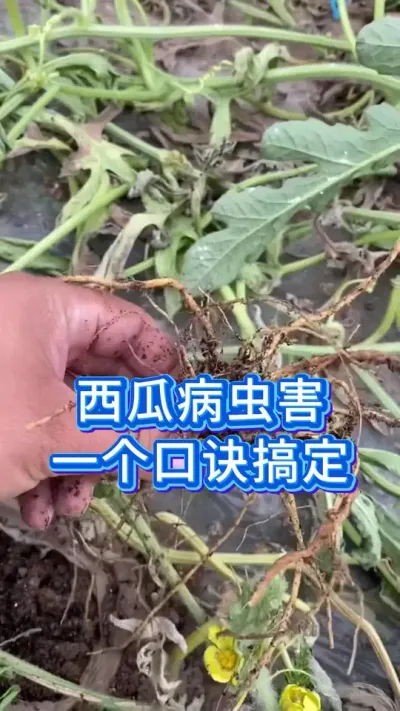 #种西瓜 #西瓜管理 #西瓜种植技术 #大棚西瓜种植技术 #大棚西瓜