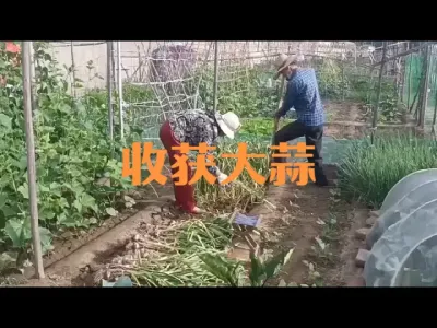 收获、储存大蒜需要注意的事项#出大蒜