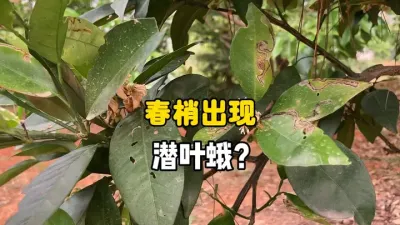 柑橘春梢出现了潜叶蛾危害？ #农业种植 #三农 #柑橘 #潜叶蛾 #果树管理 