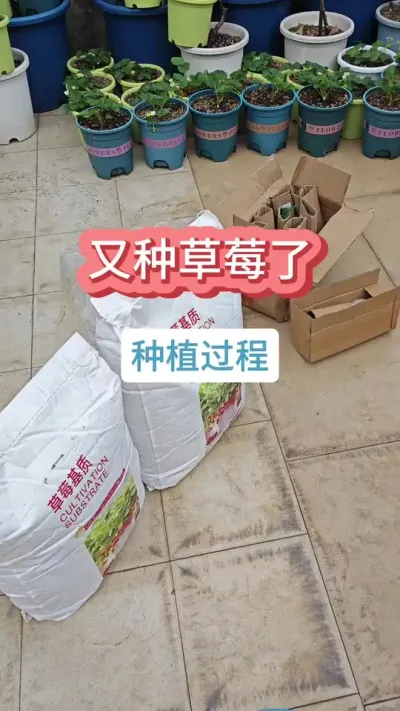 草莓的种植方法，草莓的种植过程，种草莓用什么土，现在还能种草莓吗 #草莓苗 #种草莓 #盆栽草莓 #草莓种植 #草莓种植技术