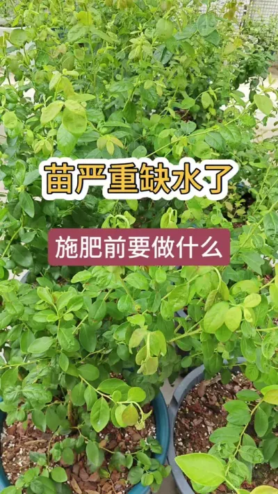 种蓝莓怎么施肥浇水，蓝莓缺水了怎么办，蓝莓的养护过程#蓝莓种植 #蓝莓养护 #蓝莓施肥 #蓝莓种植方法 #蓝莓苗