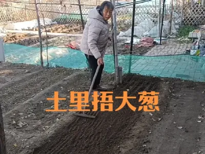 播种土里捂大葱春季什么时候育大葱苗#大葱