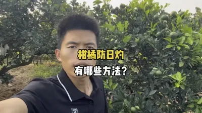 盘点柑橘管理中常见的防日灼的方法 #三农 #柑橘种植 #农业 #日灼 #果树管理 