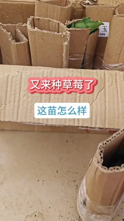 @香溢四季草莓 现在还能种草莓吗，草莓的种植过程， 新手怎么种草莓，草莓的种植方法#草莓苗 #种草莓 #草莓种植 #草莓养护方法 #盆栽草莓