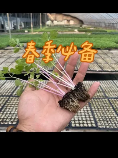 芹菜苗 家人们各种芹菜苗帮大家培育好了，还是一样的好品质呦，想种植的朋友抓紧种植起来吧，这两天准备开播#芹菜种植 #关注我一起学种菜 #在家种菜 #芹菜