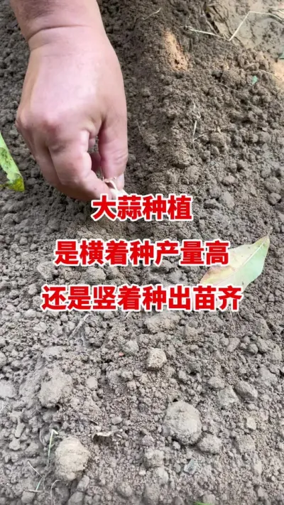 大蒜种植是横着种产量高还是竖着种出苗齐#大蒜种植技术 #大蒜种植 #大蒜拌种 #大蒜高产