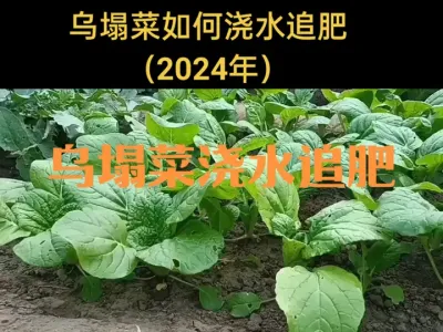 乌塌菜如何浇水追肥