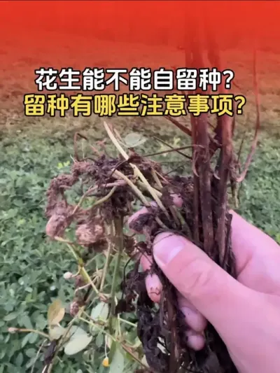 花生能不能自留种？自留种有哪些注意事项？#花生种植 #花生种植管理技术 #花生高产 #花生高产小妙招 #分享农业知识帮农民增产增收