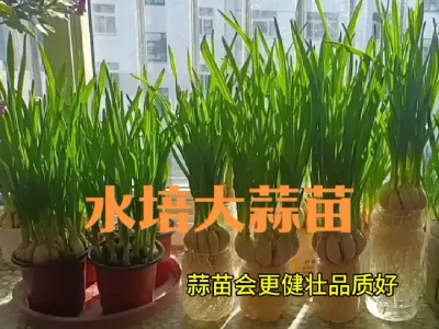 如何水培大蒜苗#水培蒜苗
