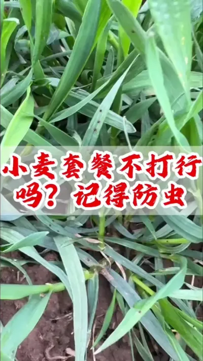 小麦套餐不打行不行？记得防除红蜘蛛等虫害#小麦 #分享农业知识帮农民增产增收 #抖音助农 #小麦高产技术 #农民